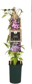 Bosrank (Clematis mont. 'Van Gogh') D 17 H 75 cm