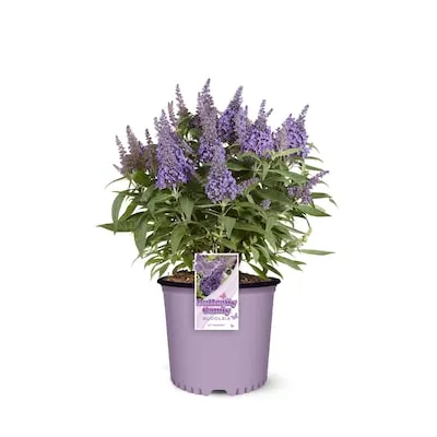 Dappled Willow Accent Shrub in 2.25 -Gallon Pot 1 -Pack