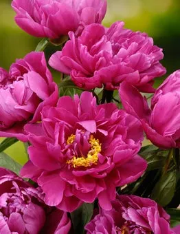 Pioenroos (Paeonia (LD) 'Karl Rosenfield') D 11 H 80 cm