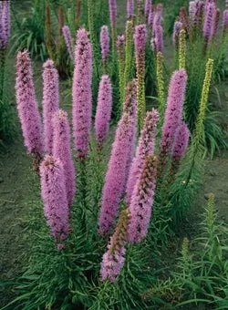 Lampenpoetser (Liatris spicata 'Floristan Violett') D 9 H 10 cm