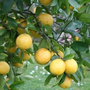 Lemon Lemonade Dwf - 4.7L