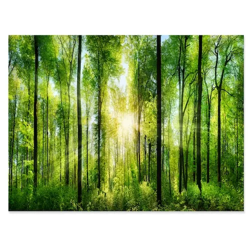 Forest With Rays Of Sun Panorama - Landscape Art Print Canvas - 32X16