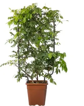 Blauwe regen (Wisteria brachybotrys 'Yokohama Fuji') D 30 H 100 cm