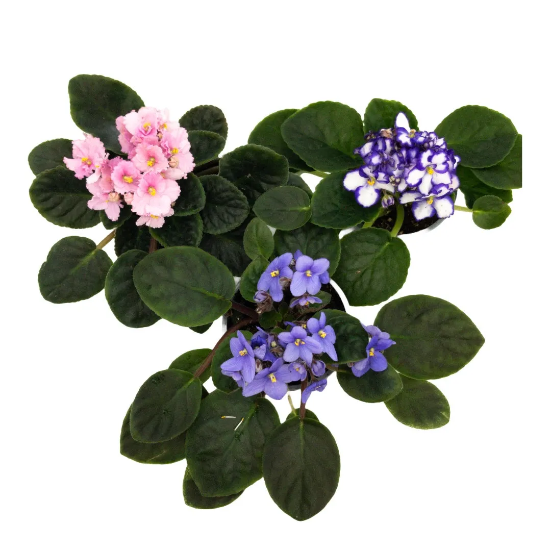 African Violet 10.5Cm
