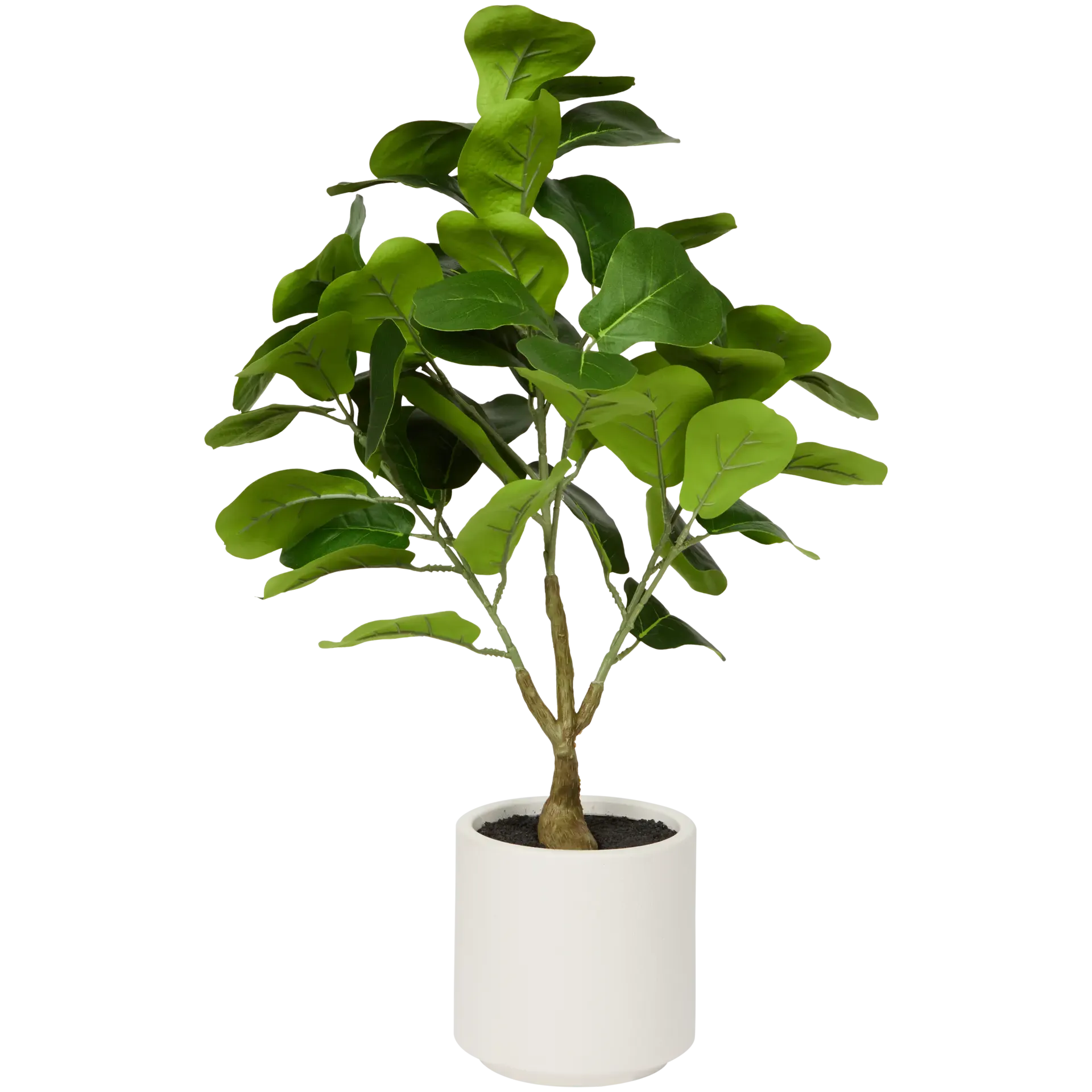 Fico artificiale in vaso bianco Home Accents