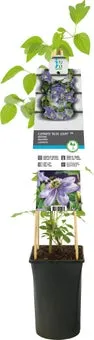 Bosrank (Clematis 'Blue Light') D 17 H 75 cm