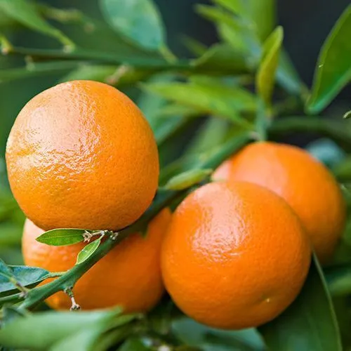 Mandarin Bay Sweetie Dwarf- 4.7L