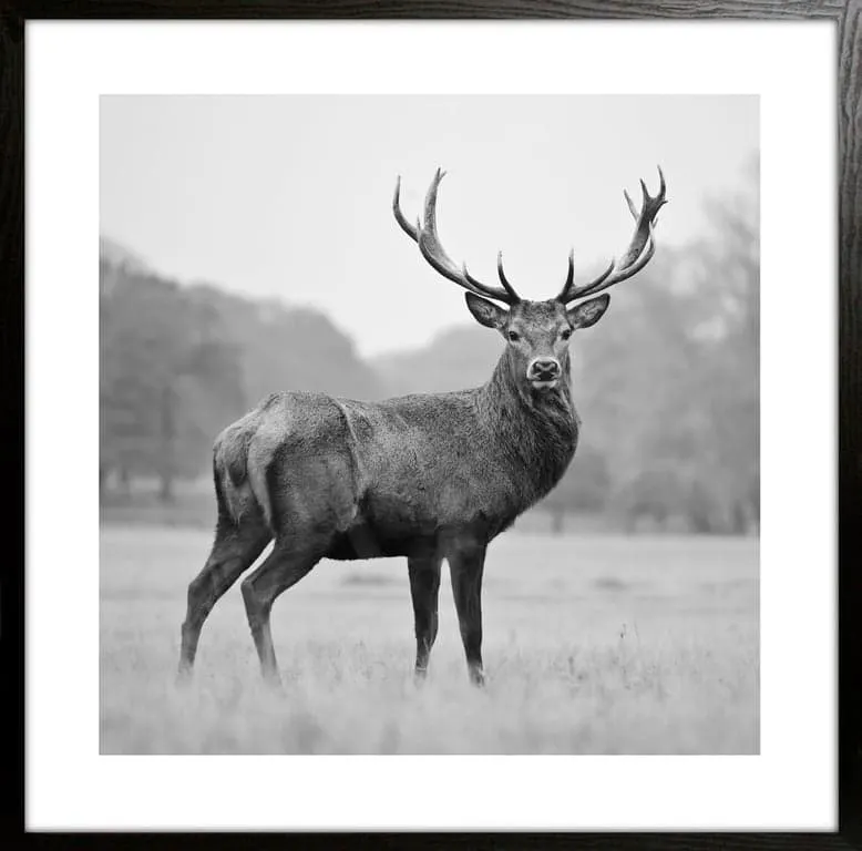Bilde sort/hvit Hjort I 50x50 cm