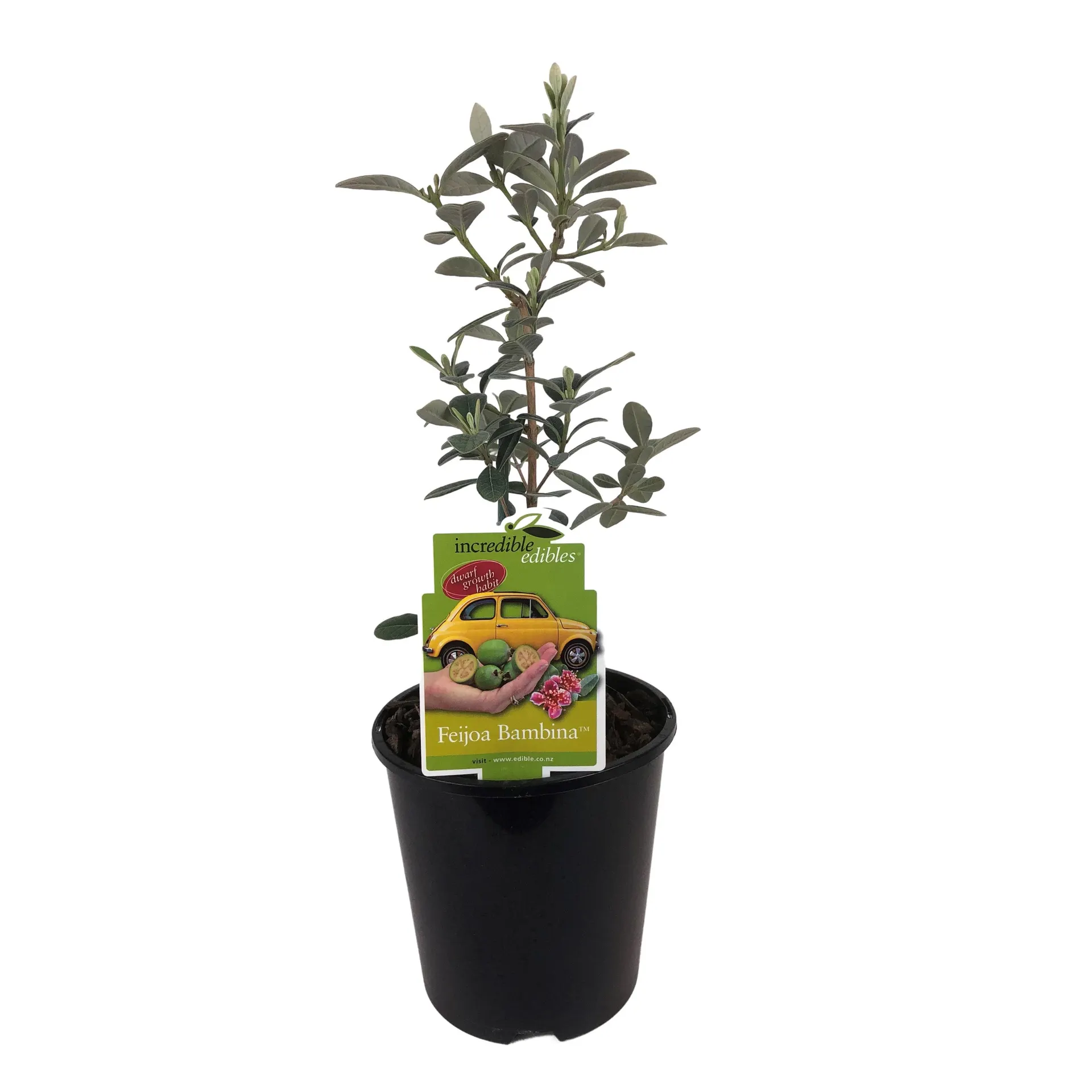 Feijoa 'Bambina' - 1.9L