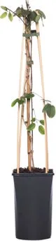 Schijnaugurk (Akebia quinata) D 16 H 75 cm