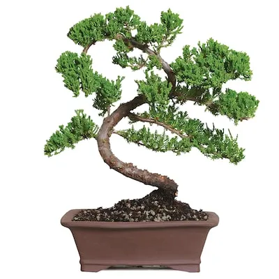 Brussel's Bonsai 6.0 -in Feature Green Mound Juniper - setting shot In pot (with soil)