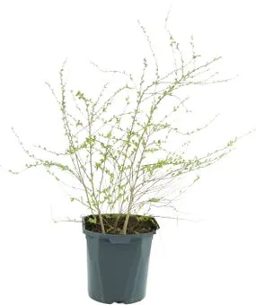 Spierstruik (Spiraea cinerea 'Grefsheim') D 17 H 40 cm