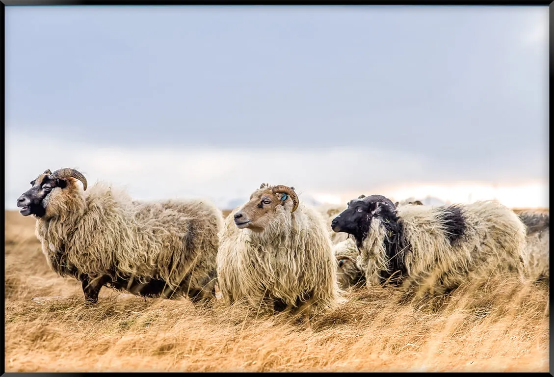 Canvas Saueflokk 100x70 cm