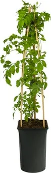 Trompetbloem (Campsis radicans 'Flava') D 16 H 75 cm