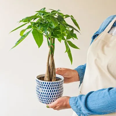 Geldboom plant | Pachira | Incl. pot
