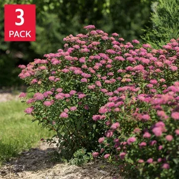 Longfield Gardens Spring Flowering Shrub ‘Spirea’, 3-pack