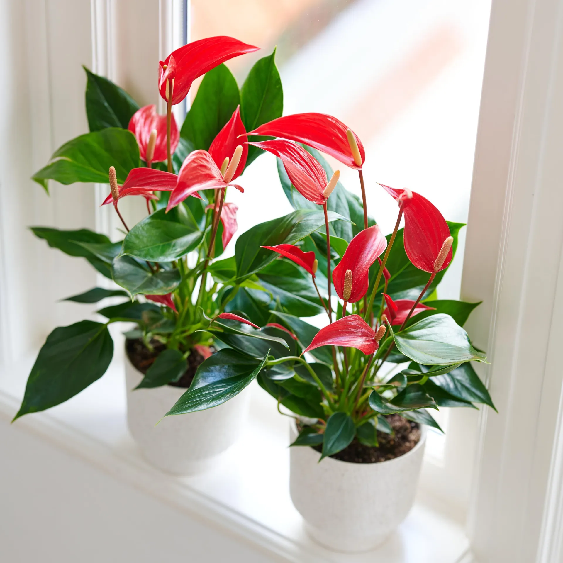 Anthurium Banderola Roja 12cm