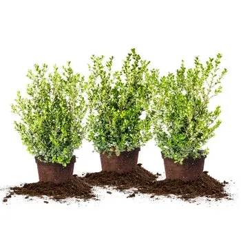 Boxwood Collection, 3-pack
