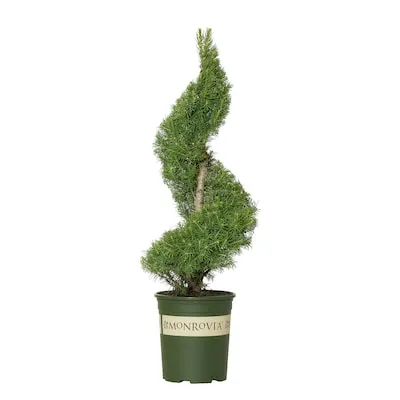Dwarf Alberta Spruce Spiral Feature Shrub in 2.6 -Quart Pot 1 -Pack