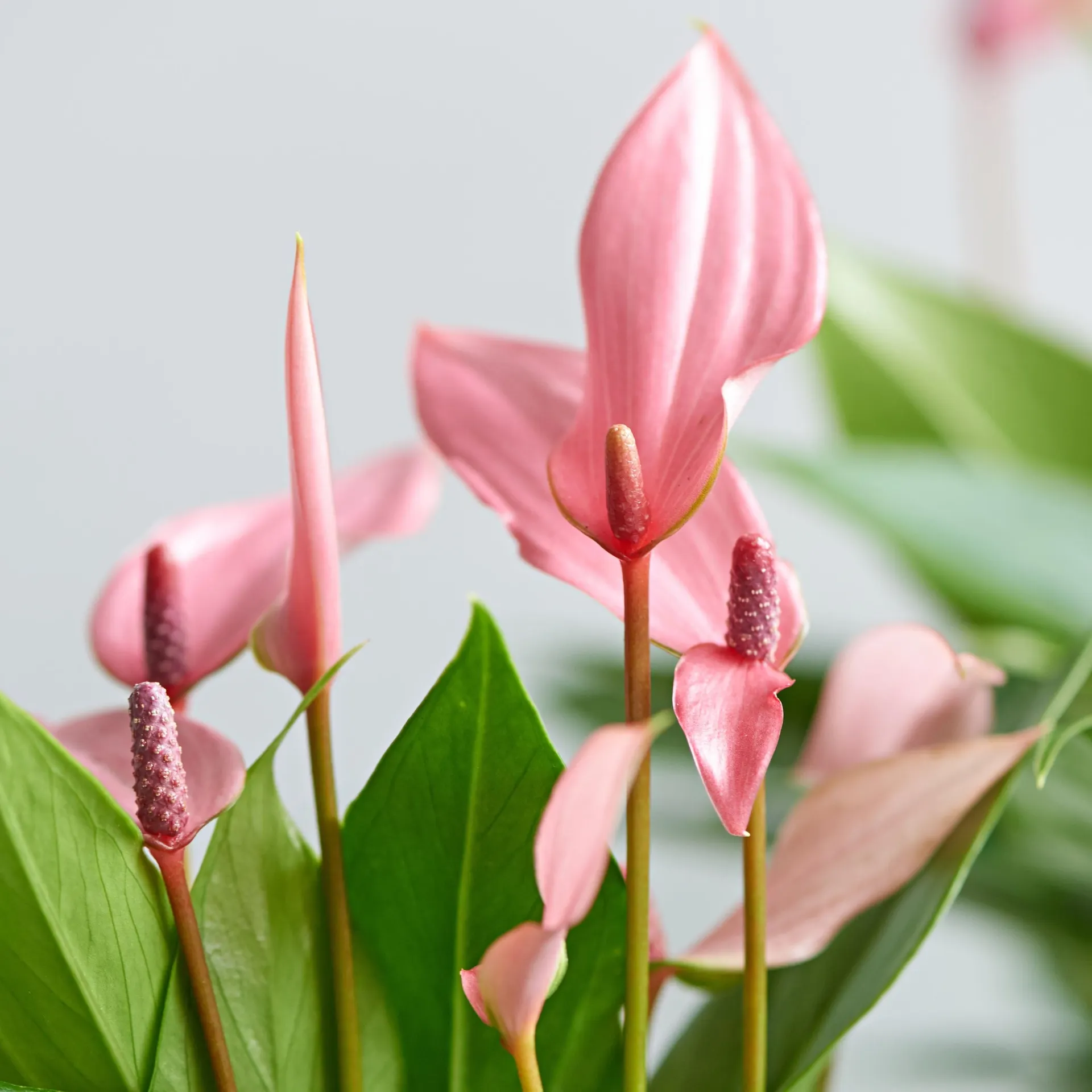 Anthurium Lilli 12cm