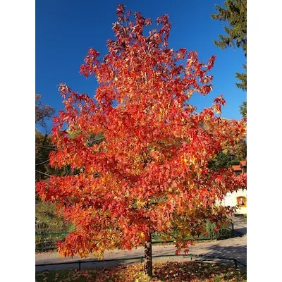7 -Gallon Flowering Evergreen Kay Parris Southern Magnolia In pot (with soil)