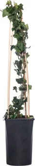 Klimop (Hedera helix) D 16 H 75 cm