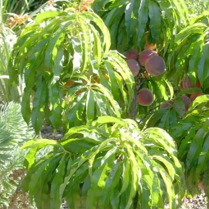Peach 'Pixzee' Dwarf 60cm