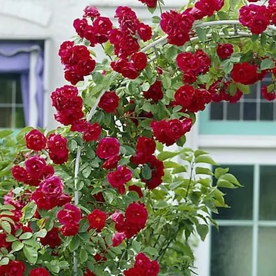 Yellow Flowering Julia Child Floribunda Rose 3 -Gallon 1 -Pack in Pot