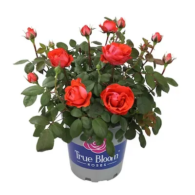 Red True Bloom True Love Rose 6 -Quart 1.0 -Pack in Pot