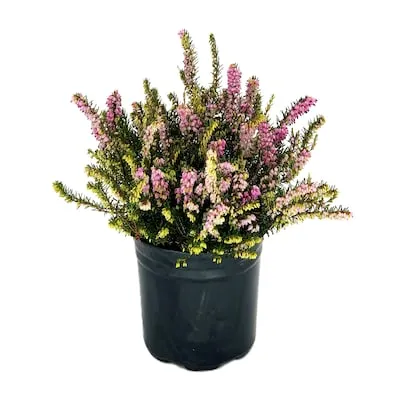 Pink Winter Heather Accent Shrub in 2.5 -Quart Pot 1 -Pack with Pink Blooms