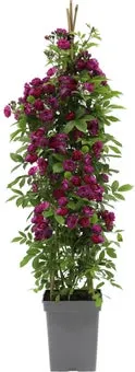 Klimroos (Rosa 'Perennial Blue') D 22 H 70 cm