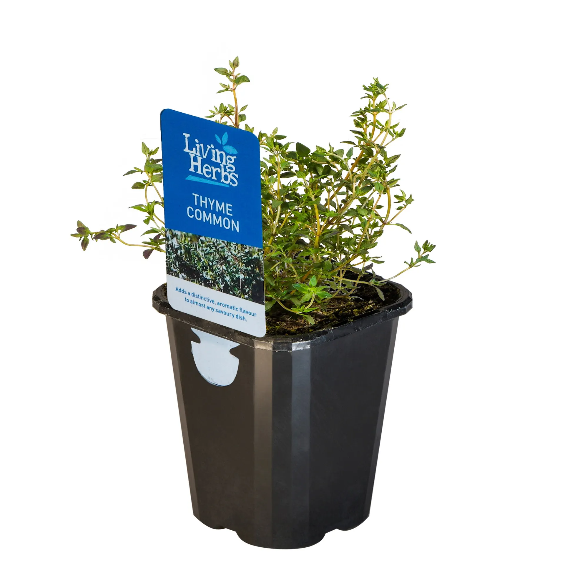 Thyme Common - Small Herb 10cm