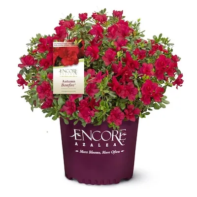 Encore Azalea Autumn Bonfire Azalea Flowering Shrub in 1 -Gallon Pot 1 -Pack with Red Blooms
