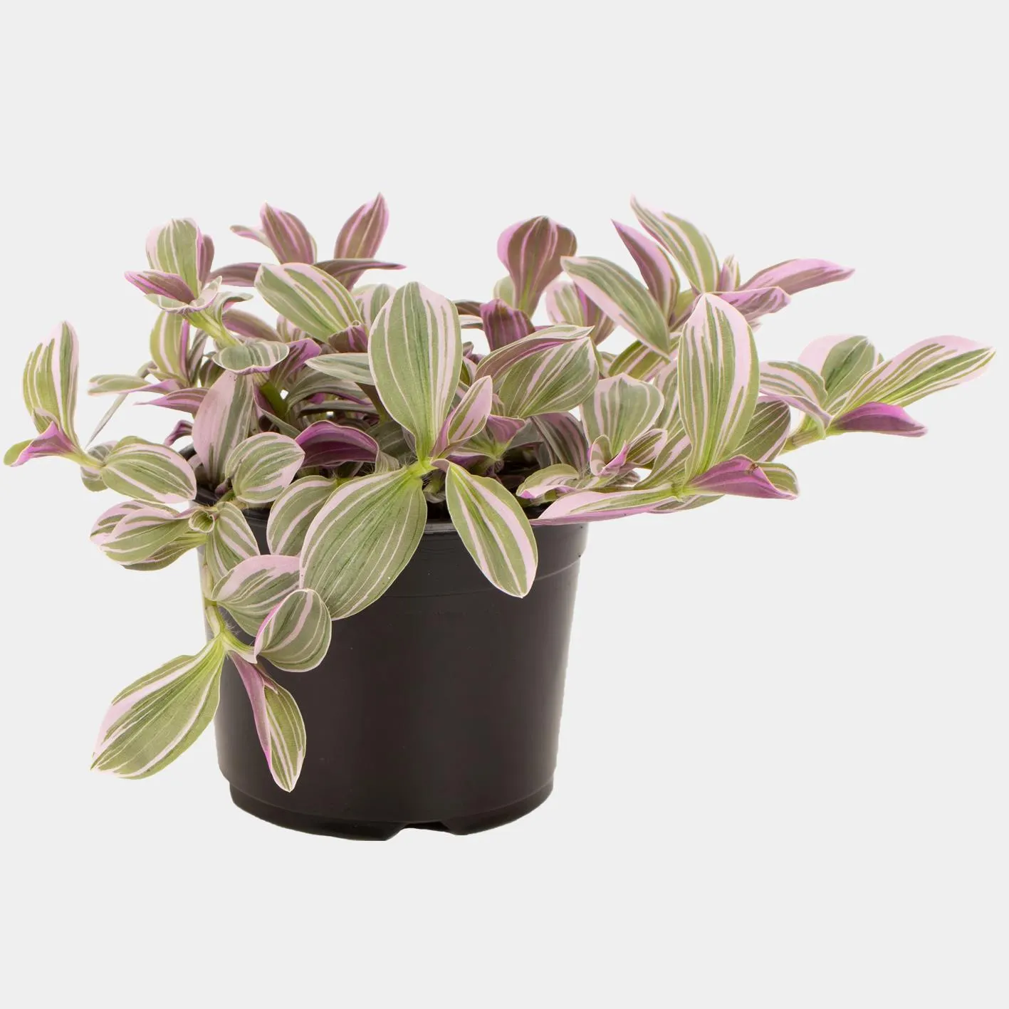 Tradescantia cerinthoides 'Sweetness'
