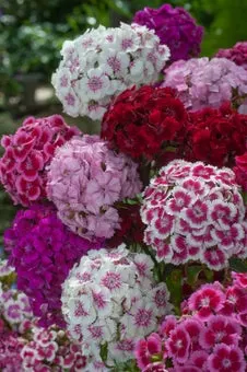 Duizendschoon (Dianthus barbatus) D 11 H 40 cm