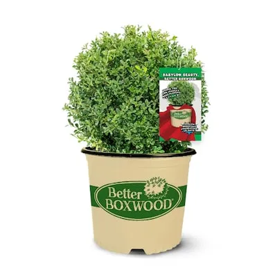 2.5 -Quart Foundation/Hedge Shrub 1 -Pack