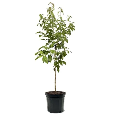 7 -Gallon Screening Evergreen Leyland Cypress In pot (with soil)