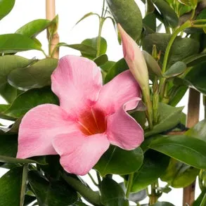 Mandevilla piramide (Dipladenia 'Pink') D 17 H 70 cm