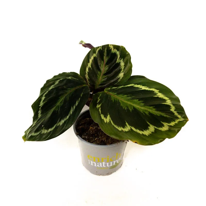 Calathea roseoptica 'Medallion' - 12cm