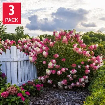 Longfield Gardens Pink/Red Hydrangea's