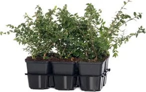 Struikkamperfoelie (Lonicera nitida 'Maigruen') D 9 H 15 cm