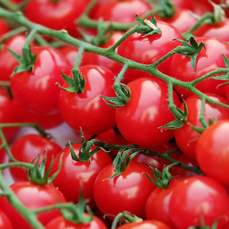 Kings Tomato Grafted 'sweet 100' - 1.3L