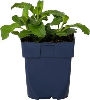 Ereprijs (Veronica spicata 'Inspire Pink') D 11 H 25 cm