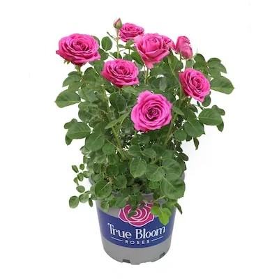 Pink True Gratitude Rose 8 -Quart 1.0 -Pack in Pot