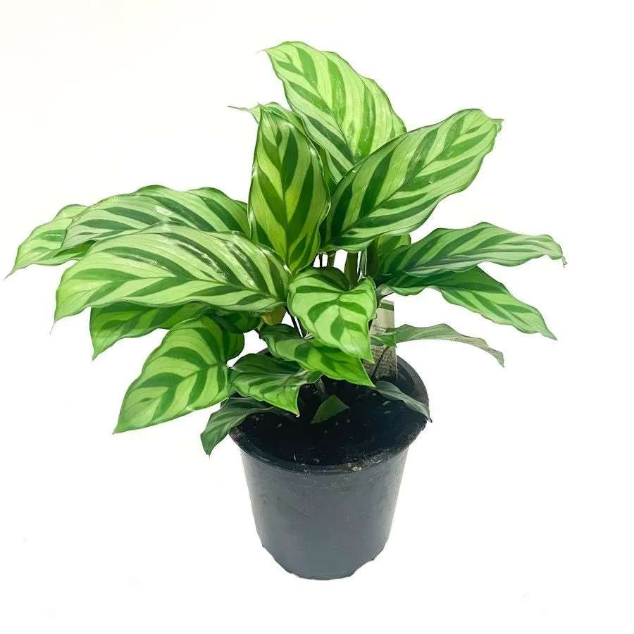 Calathea Freddy - 12CM