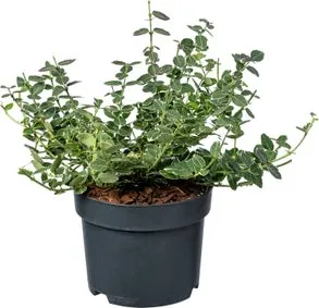Kardinaalsmuts (Euonymus fortunei 'Emerald Gaiety') D 17 H 40 cm