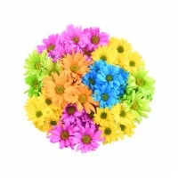 SSBQ Craisy Daisy F4L