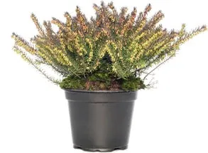 Winterheide (Erica darleyensis 'Darley's Dale') D 12 H 20 cm