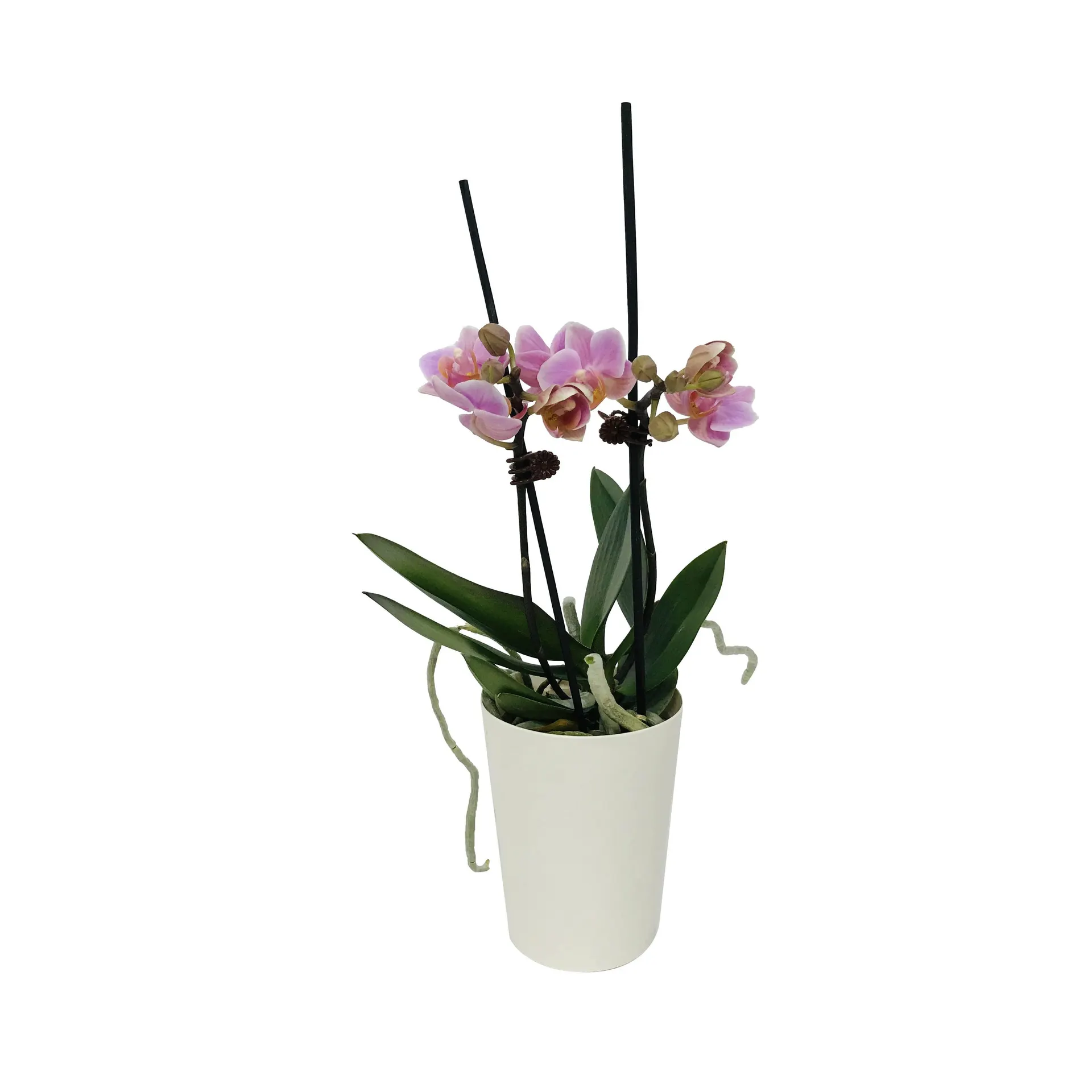 Pot With Mini Orchid - 9cm