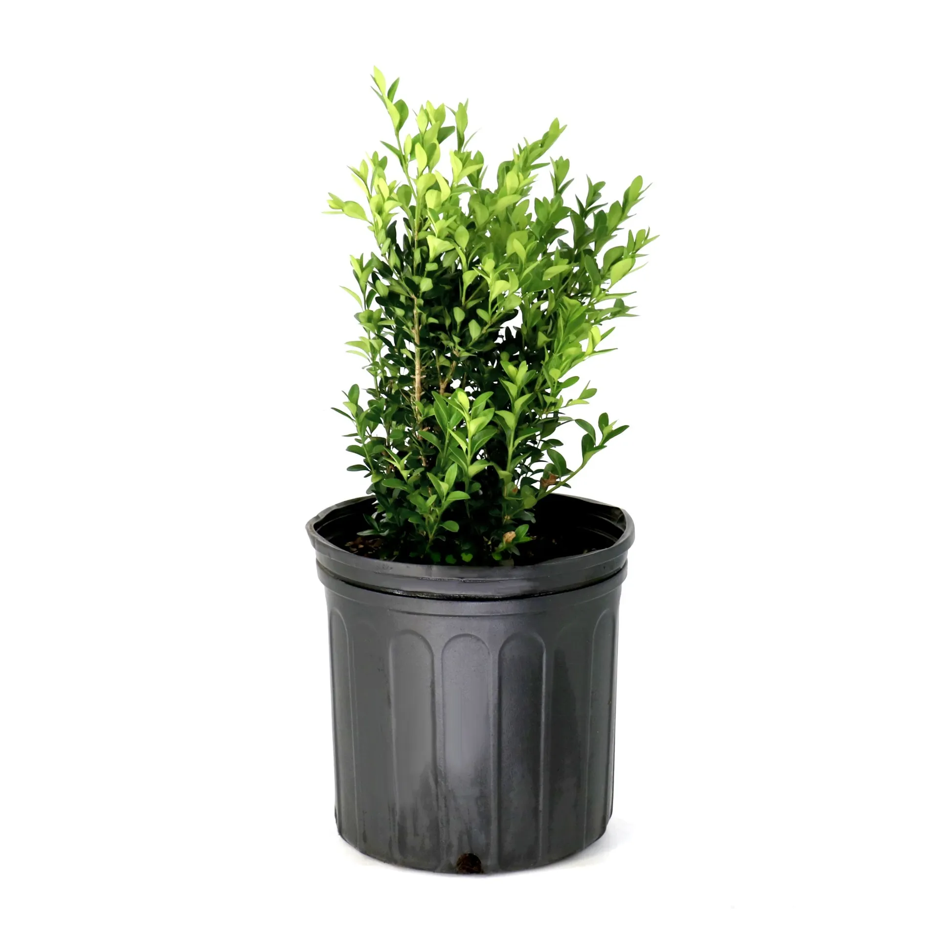 3 -Gallon Foundation/Hedge Shrub 1 -Pack